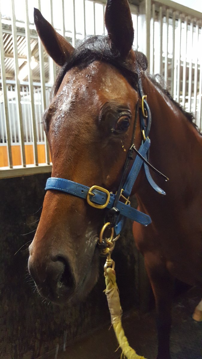 Yearling's enjoying a bath on a hot day! #lot386 #helmetcolt #halfbrothertocharlevoix <a href="/inglis_sales/">Inglis</a> <a href="/vicbreeders/">TBV</a>