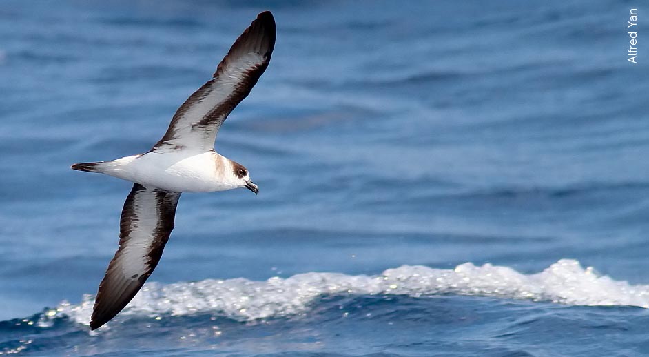 BIRD #4,162
Black-capped Petrel
(Pterodroma hasitata)