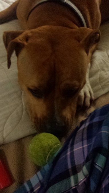 I had a blast at #AVN #AEE but I'm so happy to be home with my little guy!!! Until next year.. https://t<a href="/tag/avn"class="tags">#AVN</a><a href="/tag/aee"class="tags">#AEE</a>