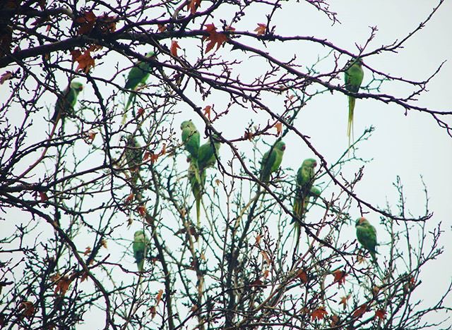 Iran_Style's tweet photo. Wild migrating parrots in north #Tehran, #Shemiran. #MagicalIran #wildlife https://t.co/qmkRyle1aQ