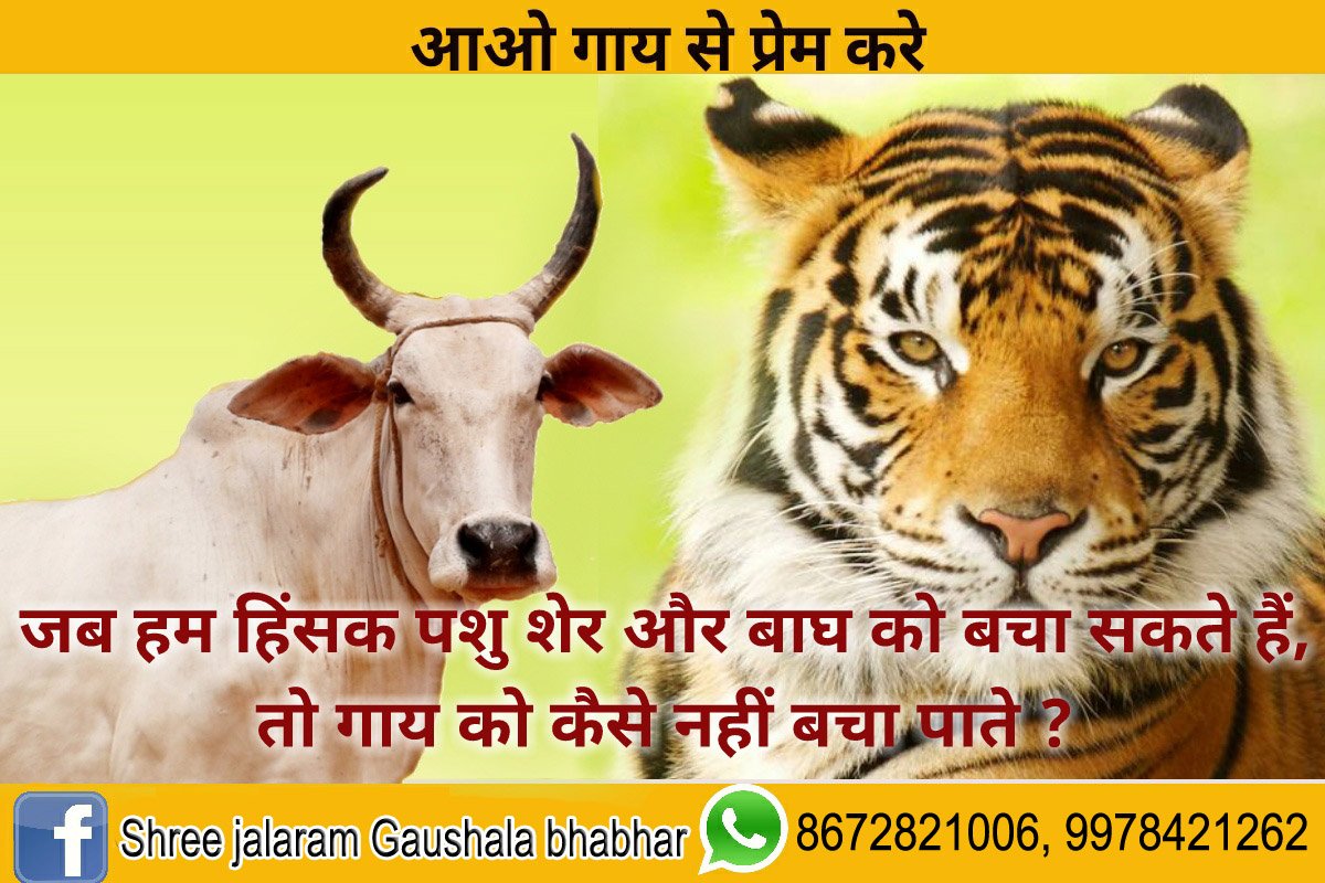 GovatsShailesh's tweet photo. जब हम हिंशक पशु बाघ और शेर को बचा शकते हे
 तो गाय को कैसे नहीं बचा पाते ??? https://t.co/hq66Nv7TDd