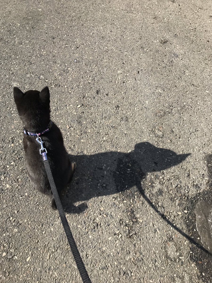 우리 아기 배트맨 봐주실분 산책나가서 이렇게 앉아있어서 심쿵