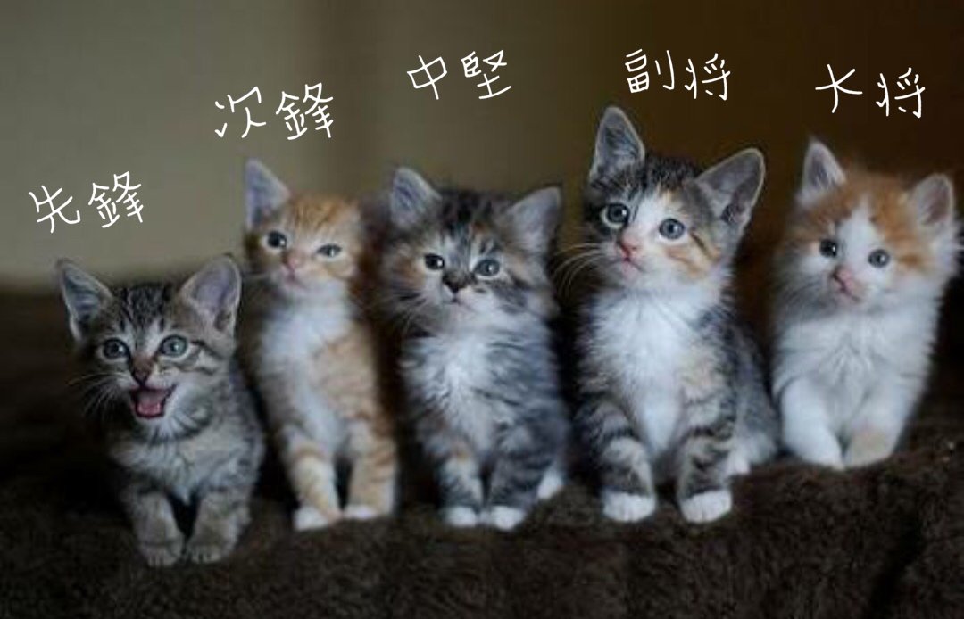 mtaro884's tweet image. ニャン道団体戦。いかに『かわゆい』かを競う。