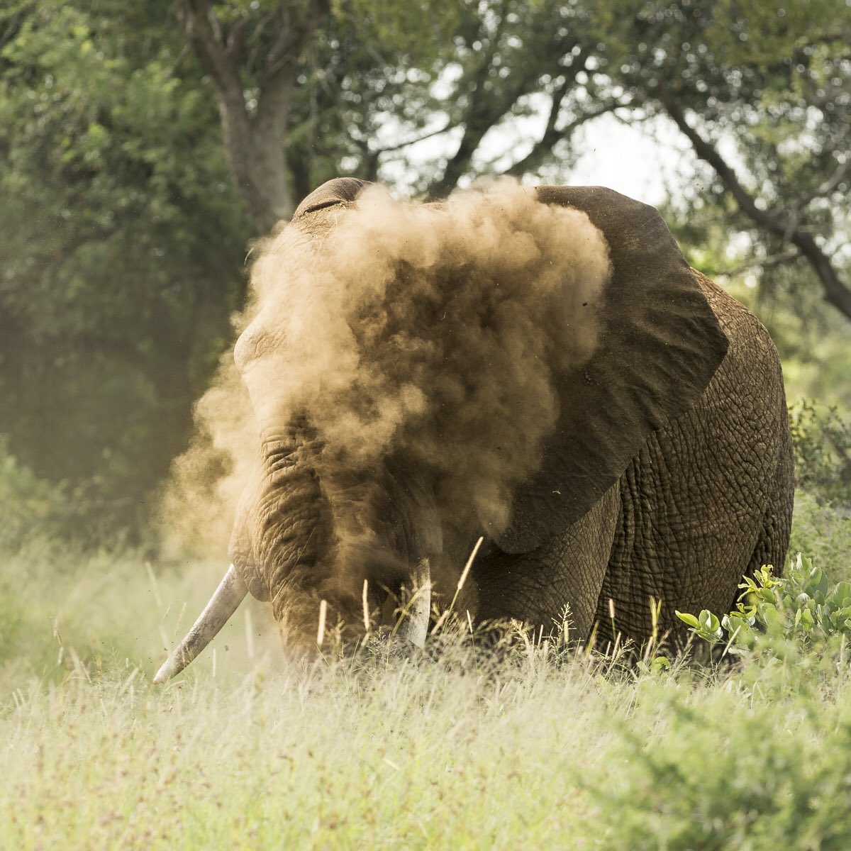 Singita_'s tweet image. Monday.  We Got This #mondaymotivation #newweek #fullsteamahead #safari #oursingita