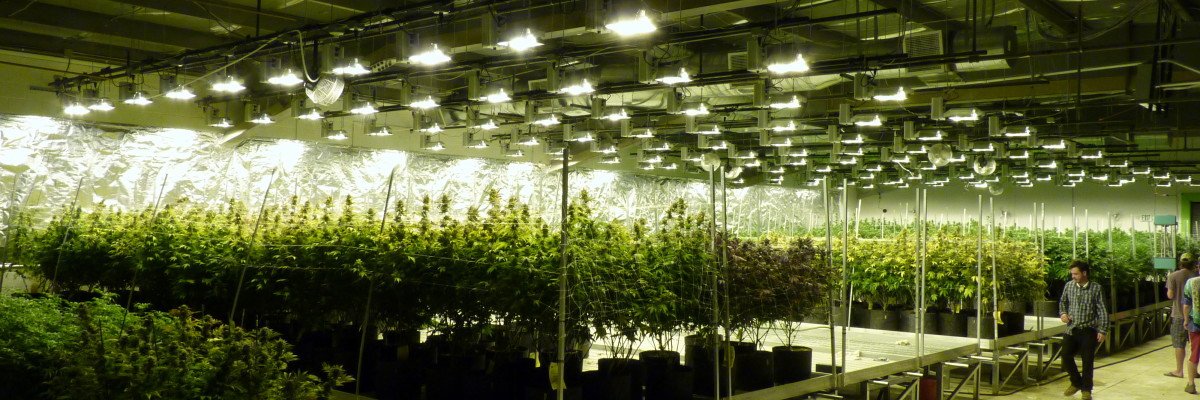 TriHydroponocs's tweet photo. MH fIxture 1000W By TRI hydroponics #trihydroponics #ledgrowlights  #marijuana #growequipment #greenhouse #indoorgrow #indoorgarden https://t.co/sYScRLzb1E
