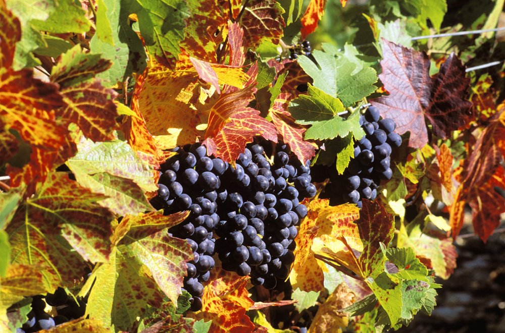 franceculture's tweet photo. Pour vinifier de grands vins, l'oenologue Philippe Pacalet le sait, il faut d’abord de grands raisins https://t.co/0bwlrmlOUl https://t.co/YelGNjOypw