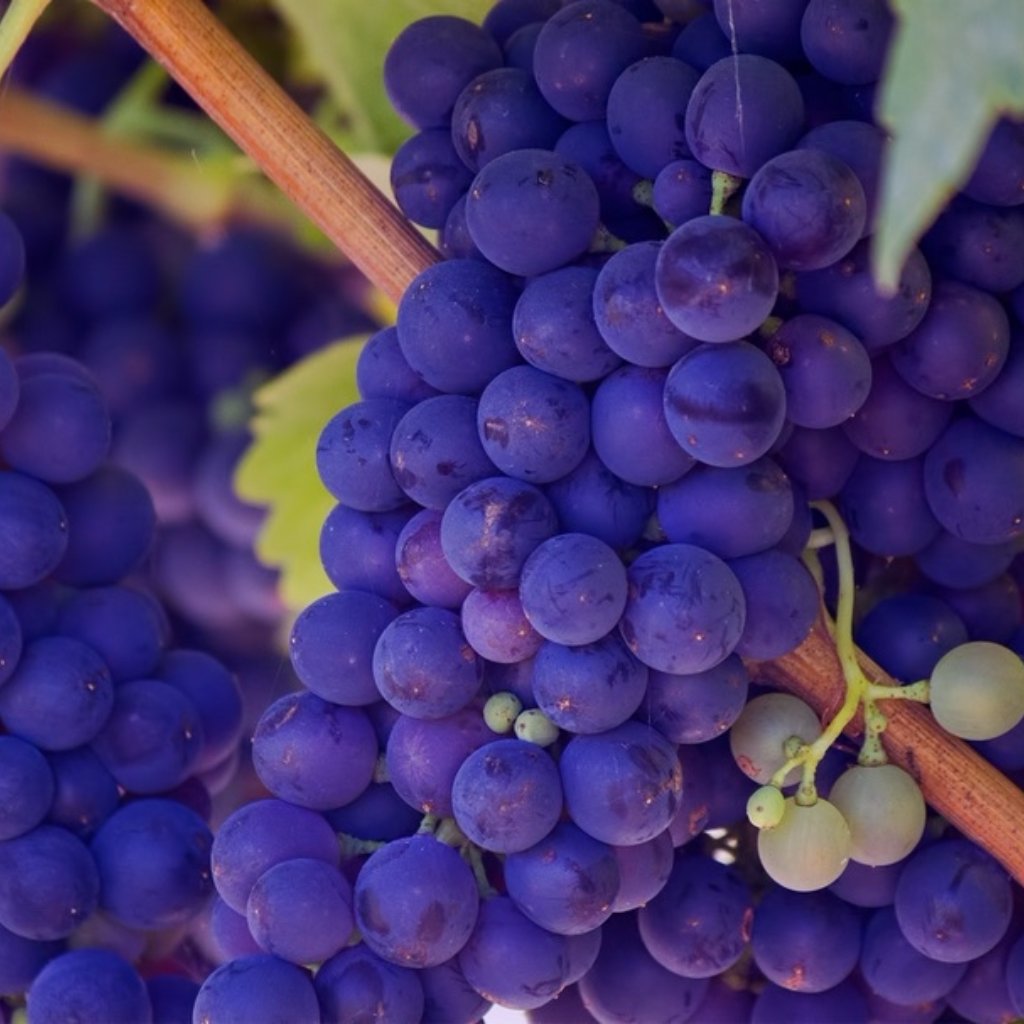 The older the grapes, the sweeter the wine! #wine #mondaymotivation