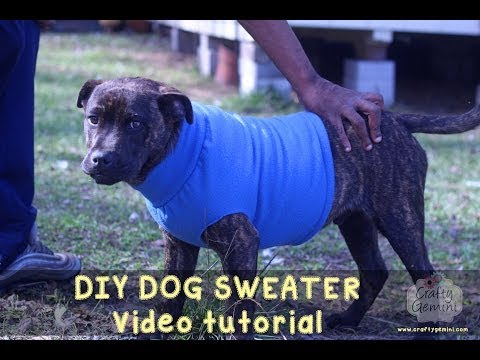 justlabrador1's tweet photo. [Watch This] How to Make a Dog Sweater - DIY Tutorial #labrador #labradordogs - https://t.co/8udnNttlrM https://t.co/9p7xz3X7a5