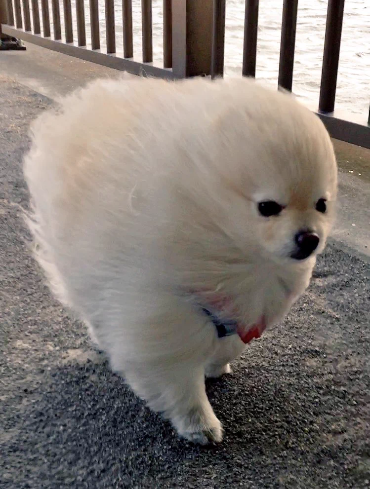 強風の中を歩くオールバック姿のワンちゃんが可愛すぎるw