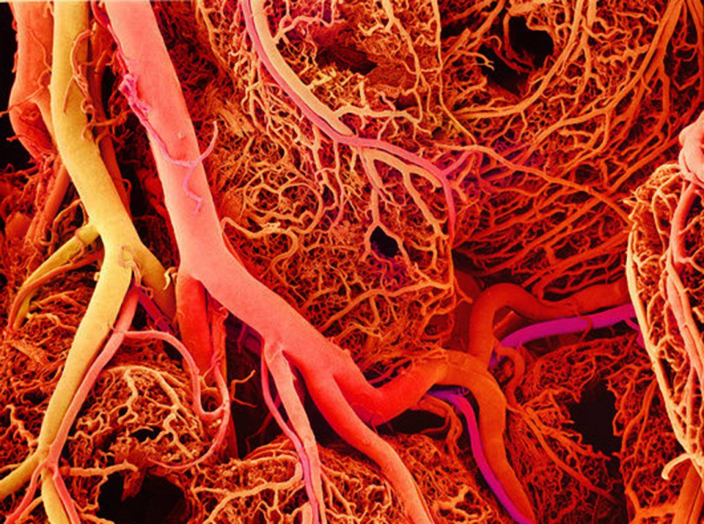 LovUseKnow's tweet photo. There are 62,000 miles of blood vessels in the human body
https://t.co/cZopzLkZnC https://t.co/753JXWabyO