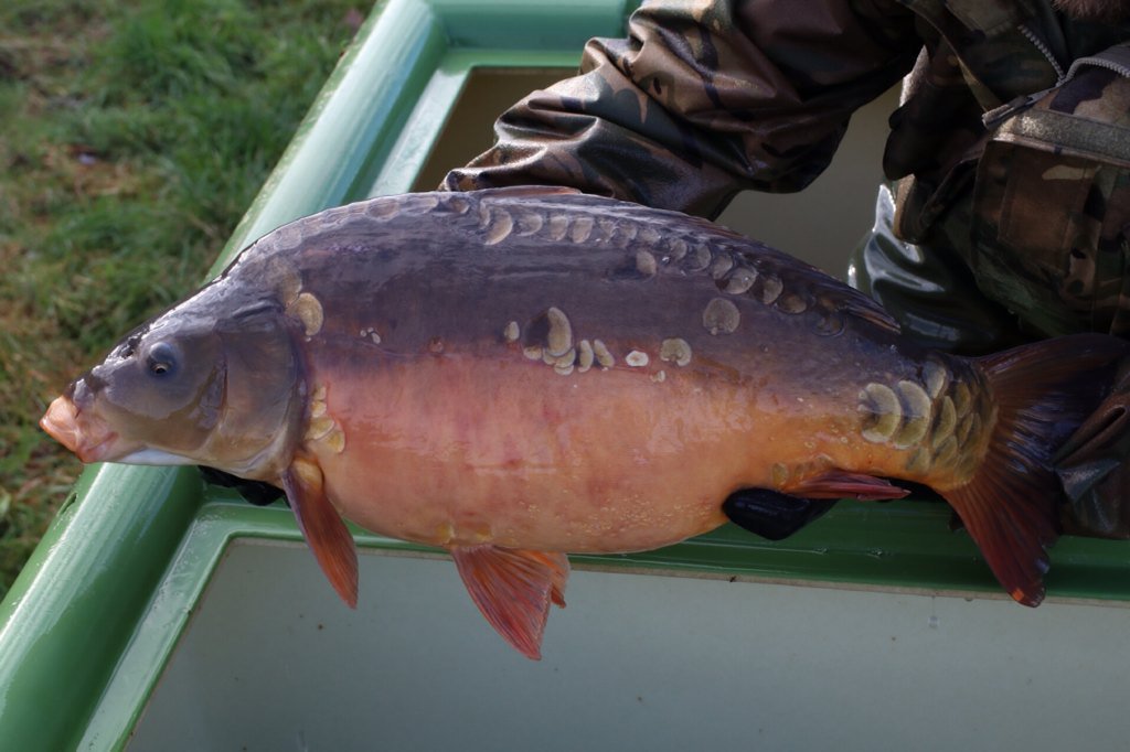 SScottFish tweet picture