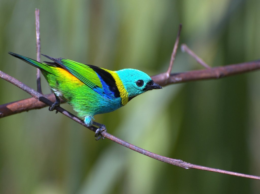Strange_Animals's tweet photo. The amazing green-headed tanager.

(Photo: Dario Sanches) https://t.co/A6claI1yB8