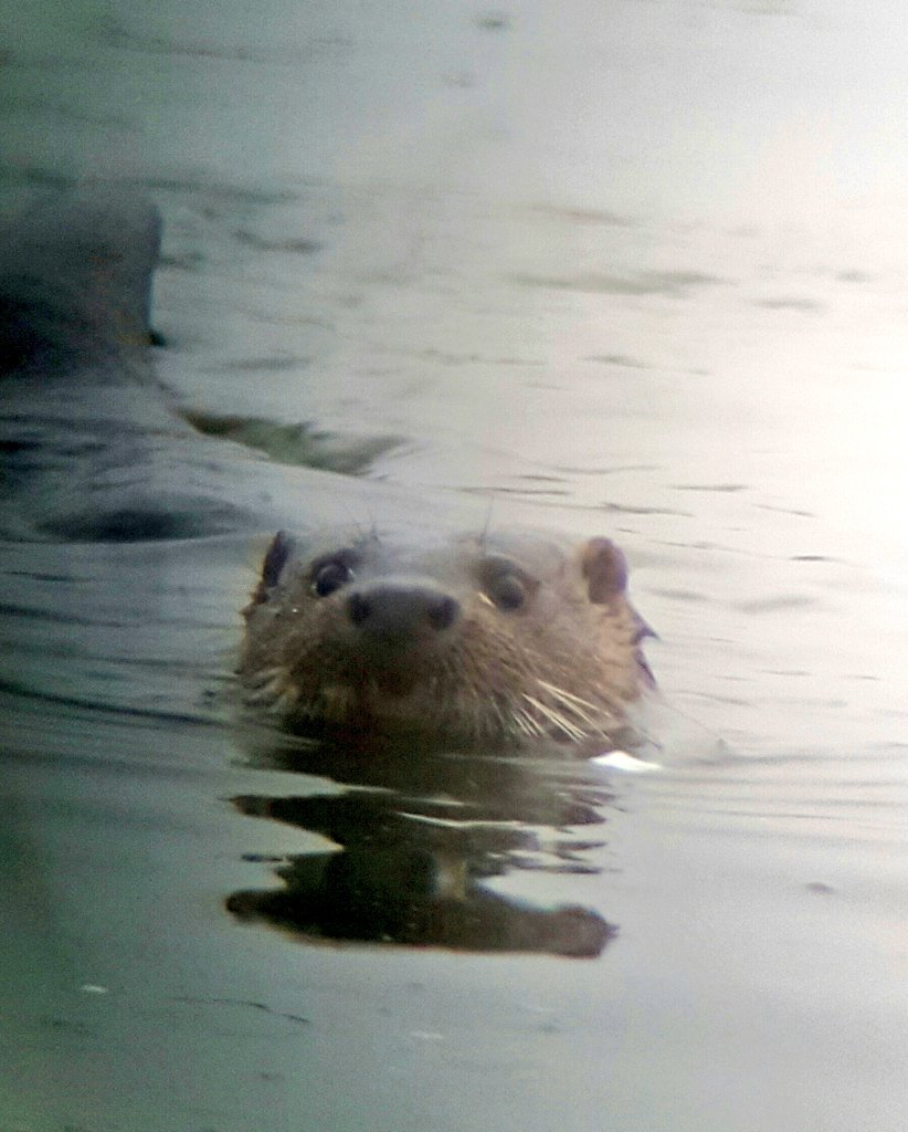 WWTCaerlaverock's tweet photo. Not one, not two but THREE Otters on the Whooper pond this morning, a mother and two cubs fishing in front of the obs https://t.co/6mjZiKV6dr