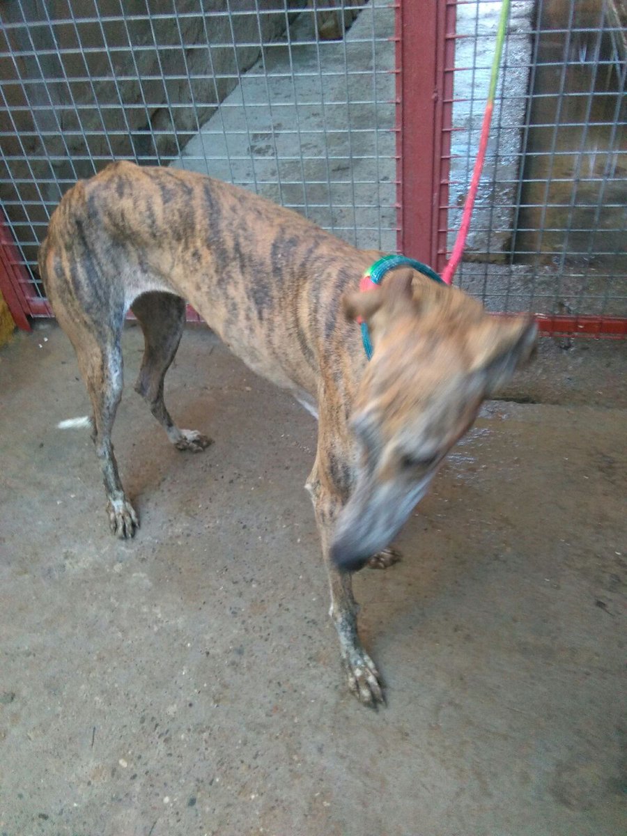 eugenia2068's tweet photo. Nuestros preciosos galgos en Adopcion.Rescatados de la perrera..iban a ser sacrificados.Un hogar.@Anuskanimalista.Nobles.Tranquilos.. https://t.co/UZaKUKC5aV