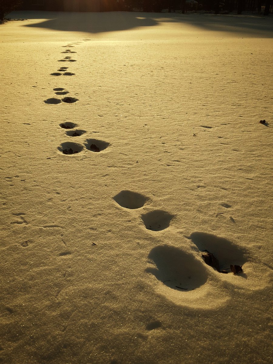 雪の上に何の足跡だろう