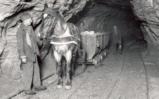 eCHEVALcom's tweet image. Focus sur les #chevaux miniers dans notre article =&amp;gt; Mineurs à crinière : le cheval dans les mines echeval.com/news/145-cheva… #cheval