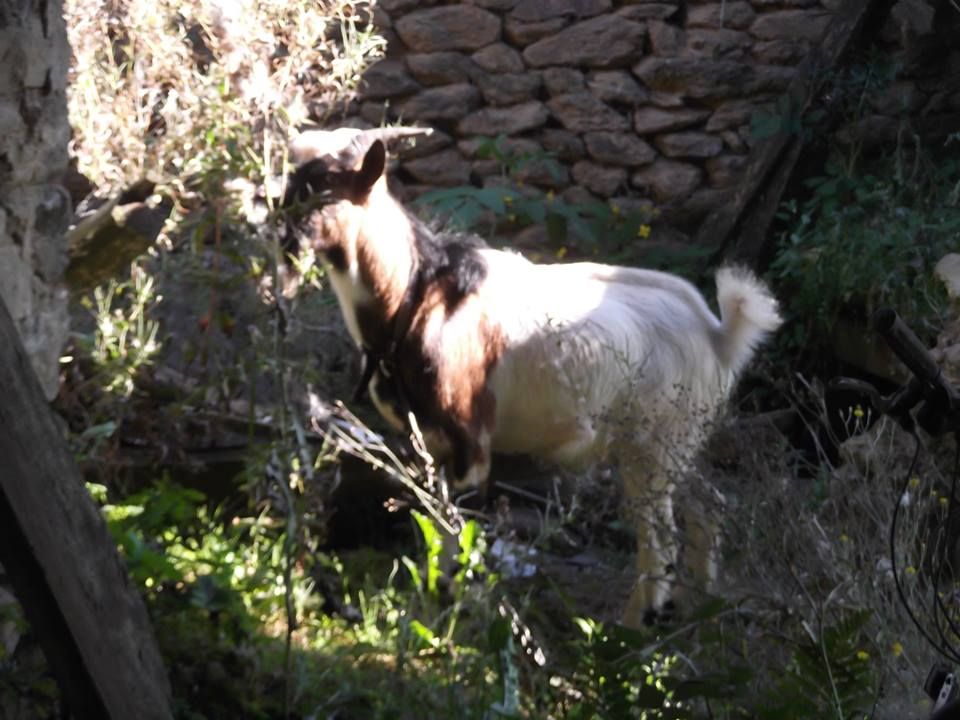 Billy's looking forward to #Summer2017, come and meet him! buff.ly/2jZOtis

#vacances #france #holiday #travel #gite #JouetHolidays