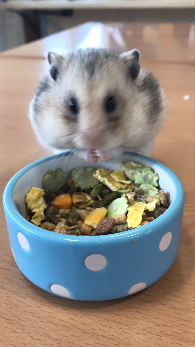 SirJaymoGriffin's tweet photo. ...the only thing that gets me up on a Monday! #blurrybreakfast #mostimportantmeal 🥗 https://t.co/yjUTLi0ghf