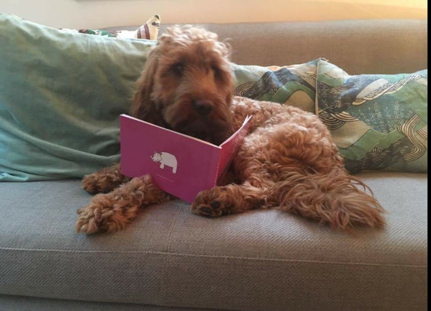 thecuriousrhino's tweet photo. My fans are getting better-looking. https://t.co/qiFwfW7o2o