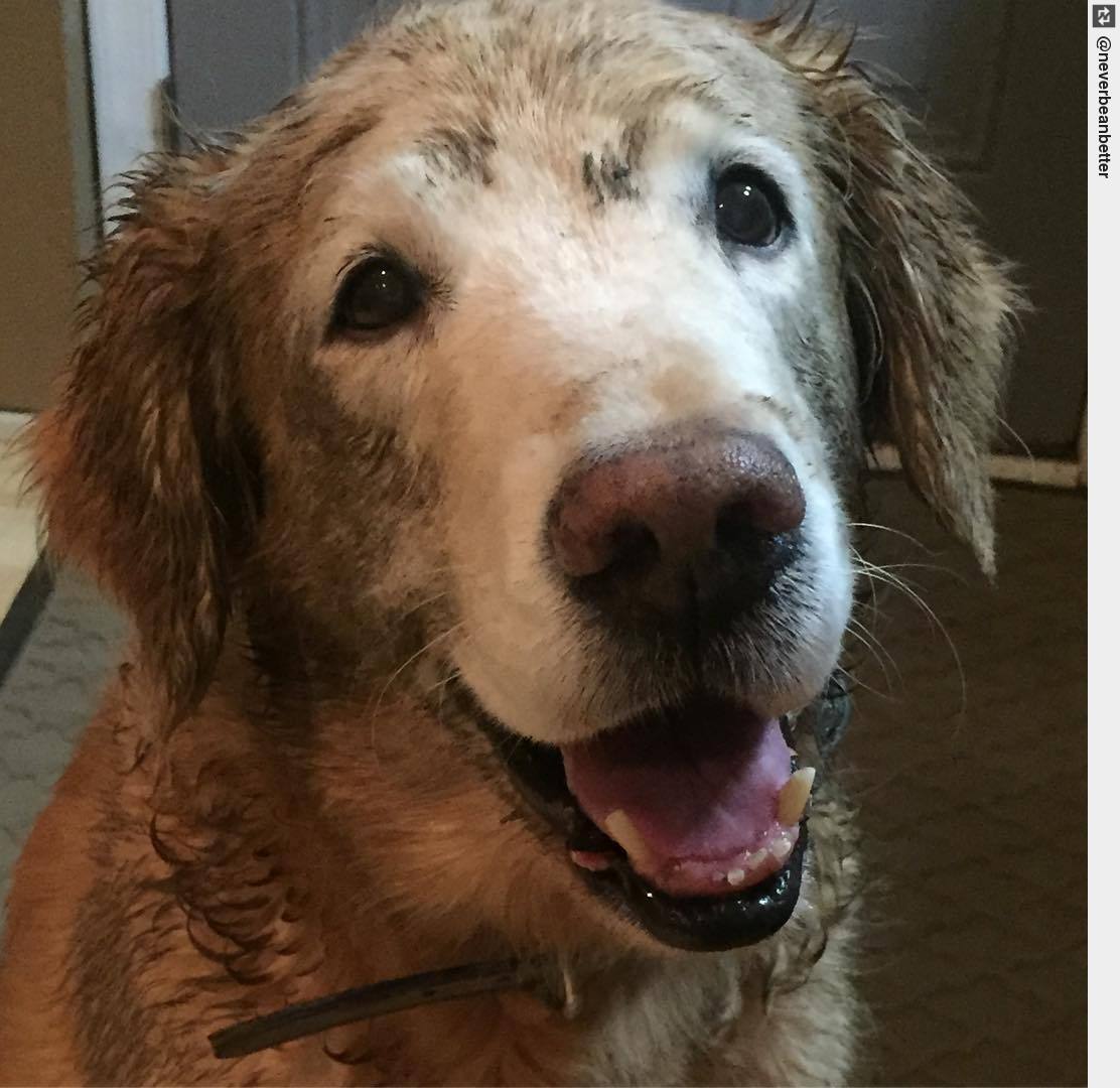 AnyWhoWhere's tweet photo. #uncletrooper #pigpen #gotmud #dogsoftwitter #goldenretriever #searchesforpeople https://t.co/sncIg2yZW2