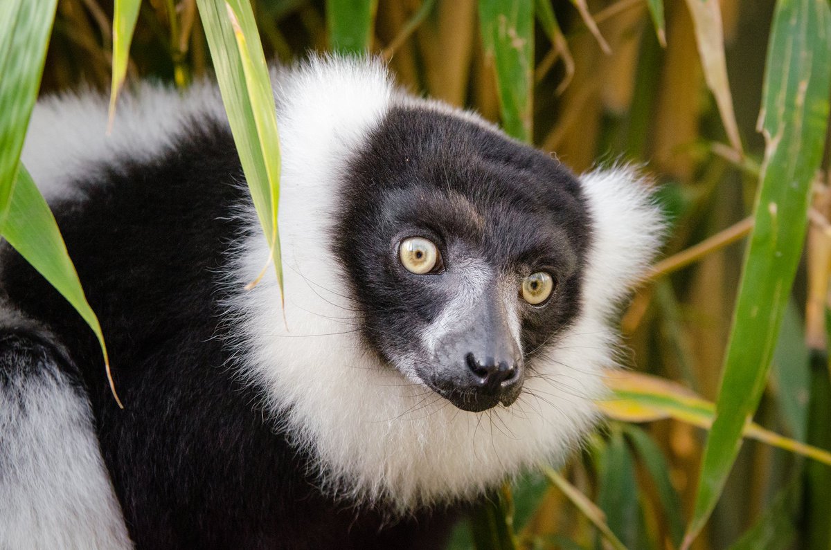 mathias_appel's tweet photo. #Lemurs are facing #extinction. Help @LemurNetwork and @Lemur_Love to save them!
https://t.co/LhIinwiQYh
https://t.co/RfHQy8QZtN https://t.co/IU7oxGKyzY