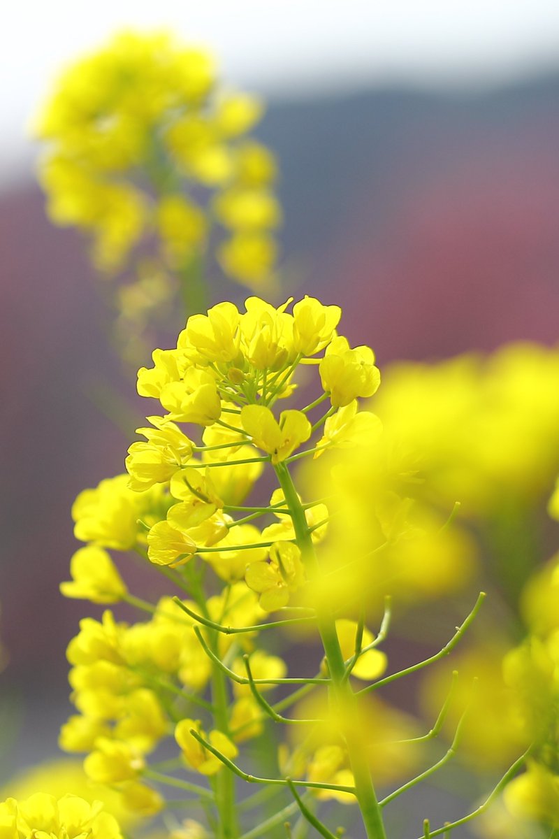 季節の表現者 Kachikoh 菜の花が満開のようですね それぞれの撮影地で撮った菜の花をアップ 菜の花 大井川鉄道 井田海岸 大山千枚田 伊豆河津町 季節の表現者 Kachikoh 菜の花が満開のようですね それぞれの撮影地で撮った菜の花をアップ 菜の花 大井川鉄道 井田海岸 大山千枚田 伊豆河津町