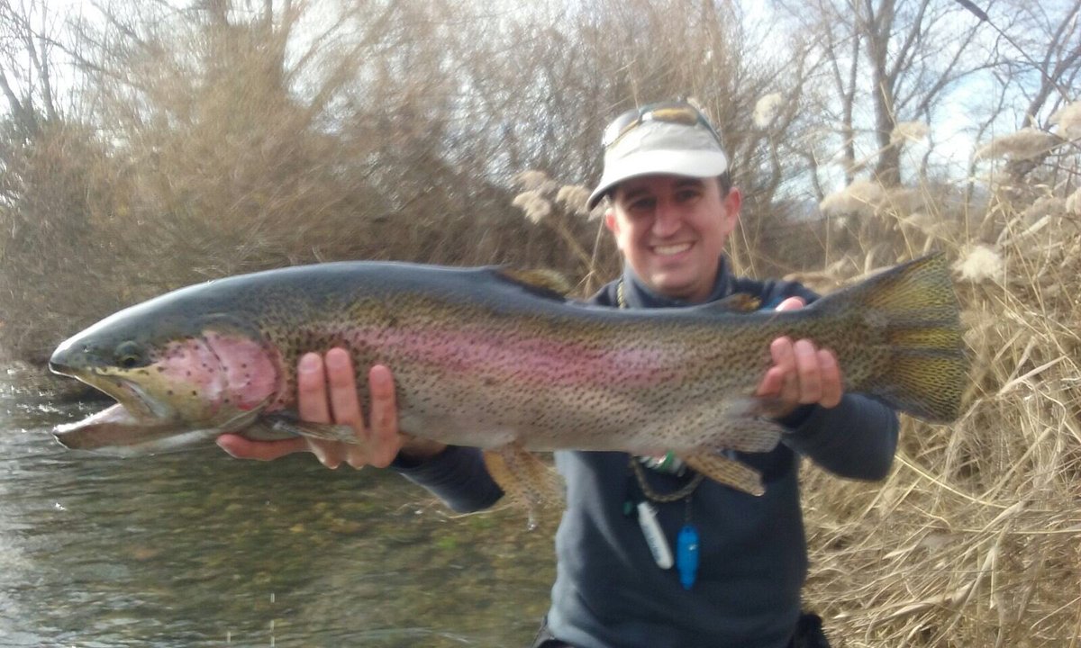 Pyreneesflyfish tweet picture