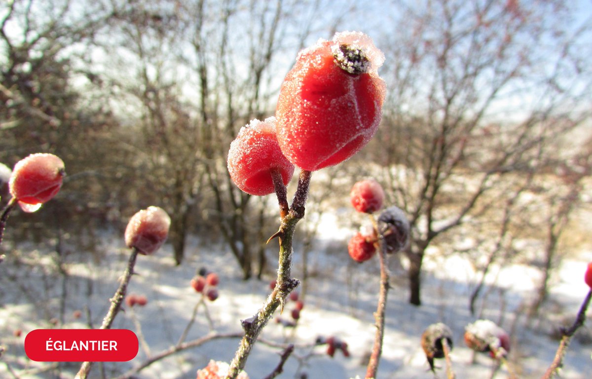 La baie de l'Églantier est riche en Vitamine C et possède donc des propriétés toniques : un allié parfait contre les infections hivernales !