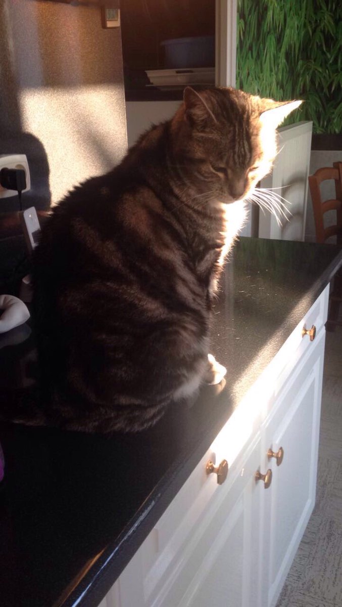 Legroschat5's tweet photo. humans are never happy while my cat is delighted that sun shines on him,he's so pure WE SHOULD LOVE LIFE LIKE ANIMALS LOVE IT 🙌🏻 #catlife https://t.co/KFvJbWShBI