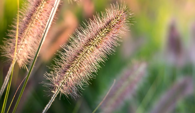 5 prachtige siergrassen op een rij: tuinseizoen.com/5-x-mooi-sierg…