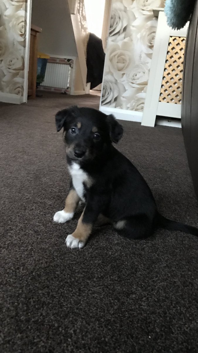 Our new addition...... hello Alan 🐾❤