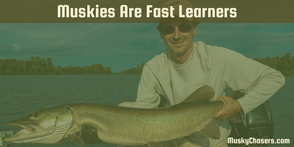 MuskyChasers's tweet photo. From the blog: Musky Chasers Are Fast Learners
Read it: https://t.co/WdzbbuDYlV
#muskychasers #muskyfishing #muskies #muskymoods https://t.co/FljDnTvmwr