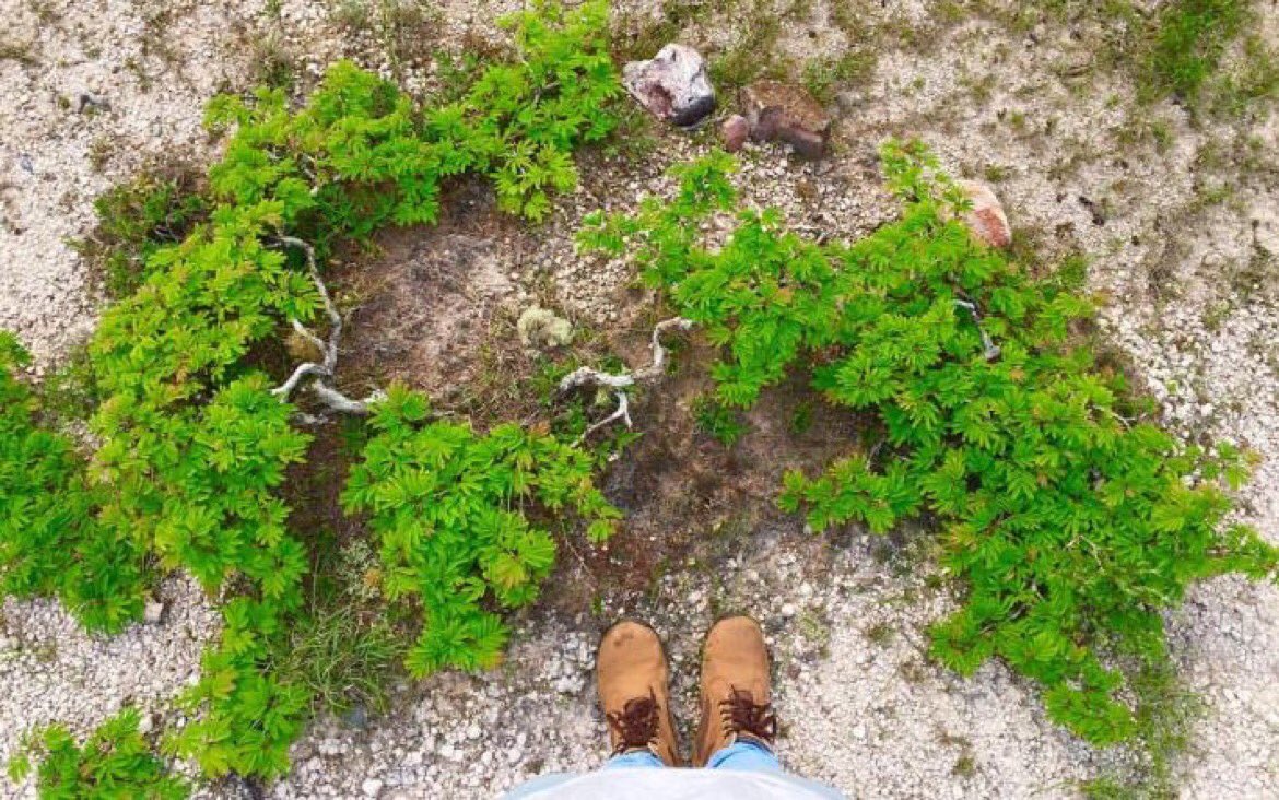 En el mundo solo existen tres bosques de árboles enanos, uno de ellos en #Honduras Intibuca,Nicaragua,California. #HondurasTravel #Turismo