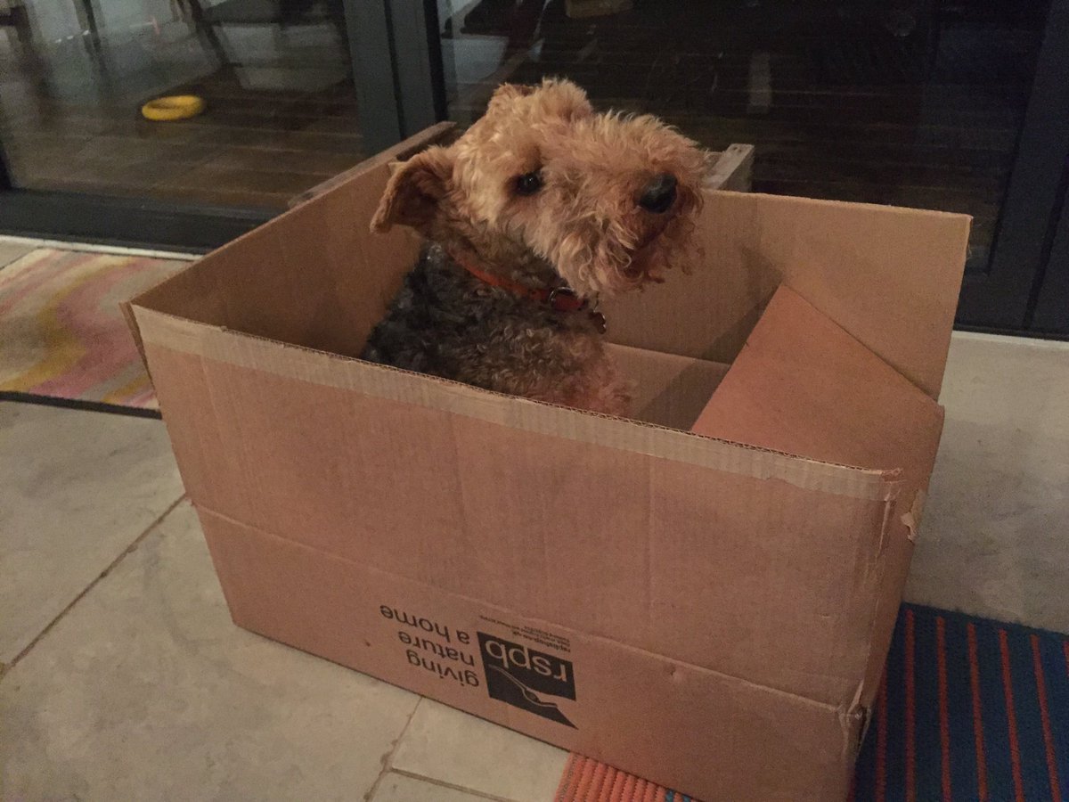 Dylanofficedog's tweet photo. Boxes aren't just for cats! #dogsinboxes #dogsoftwitter #catsinboxes https://t.co/me2VV5XGMI