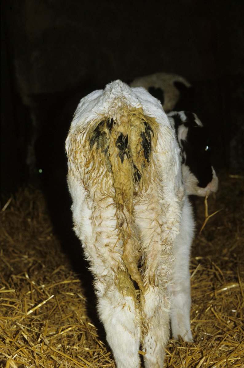 download the party food bible 565 recipes for amuse bouches flavorful canapés and festive finger food 2013