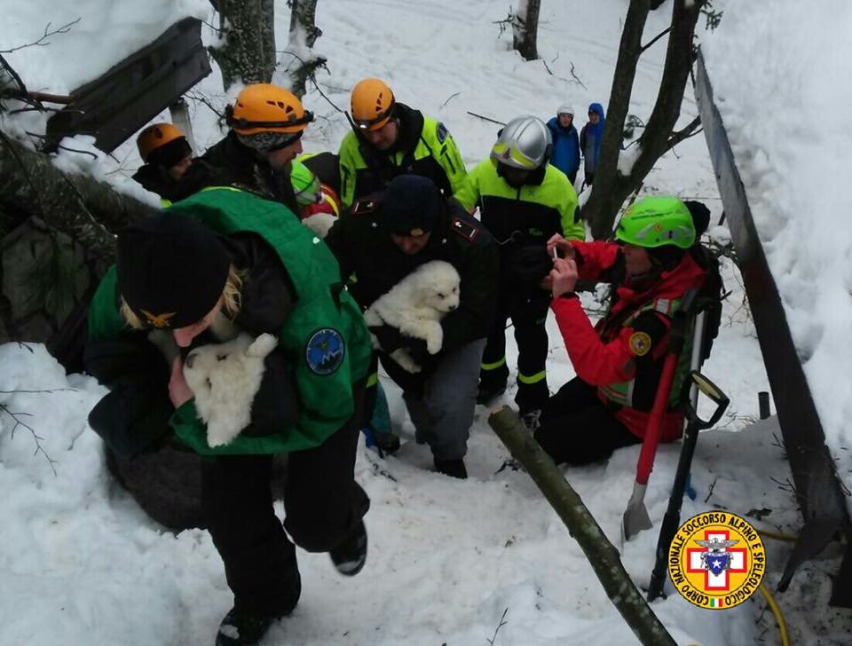 MediasetTgcom24's tweet photo. #Rigopiano: la prima foto dei tre cuccioli tratti in salvo dalle macerie dell'hotel https://t.co/UpNjdl6JU9