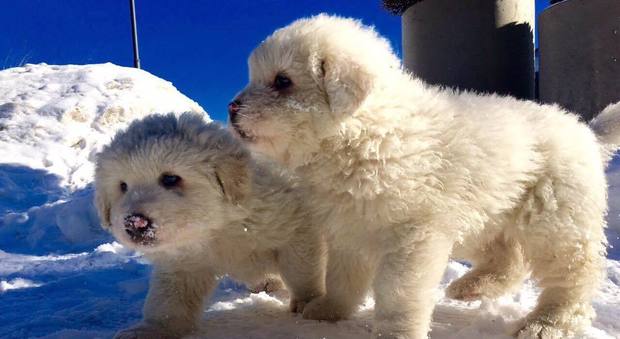 ilmessaggeroit's tweet photo. #rigopiano, trovati vivi i cuccioli dell'albergo: erano tra le macerie https://t.co/0JhambpmdP https://t.co/jqOQVo97by