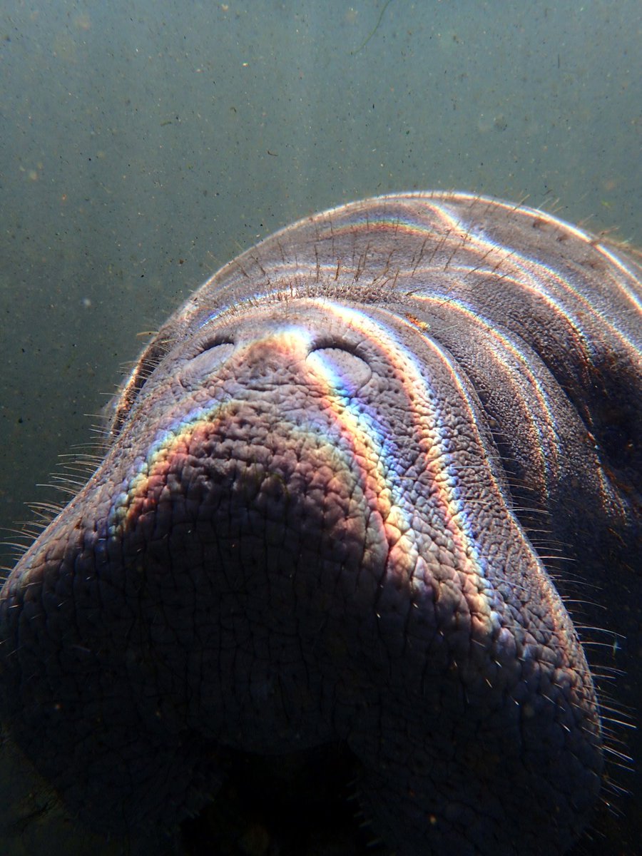 RiverSafaris's tweet photo. Everything is rainbows and glitter when your swimming with our Homosassa manatees. https://t.co/KaRiOScOkk