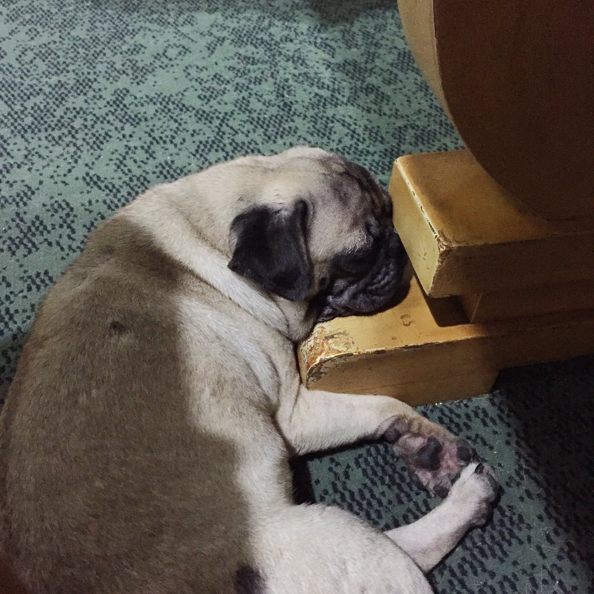 williamtiujr's tweet photo. Even my study buddy can't stand Biochem. #PigThePug #InstantKO https://t.co/QAEwQmBvsk