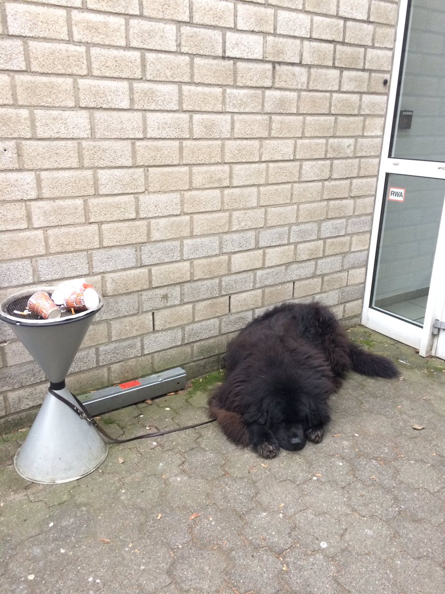 Quizfrage: Hund oder Bär? (Hat der eigentlich Persönlichkeitsrechte?) Spotted <a href="/TU_Dortmund/">TU Dortmund</a> #wollknäuel #zoo