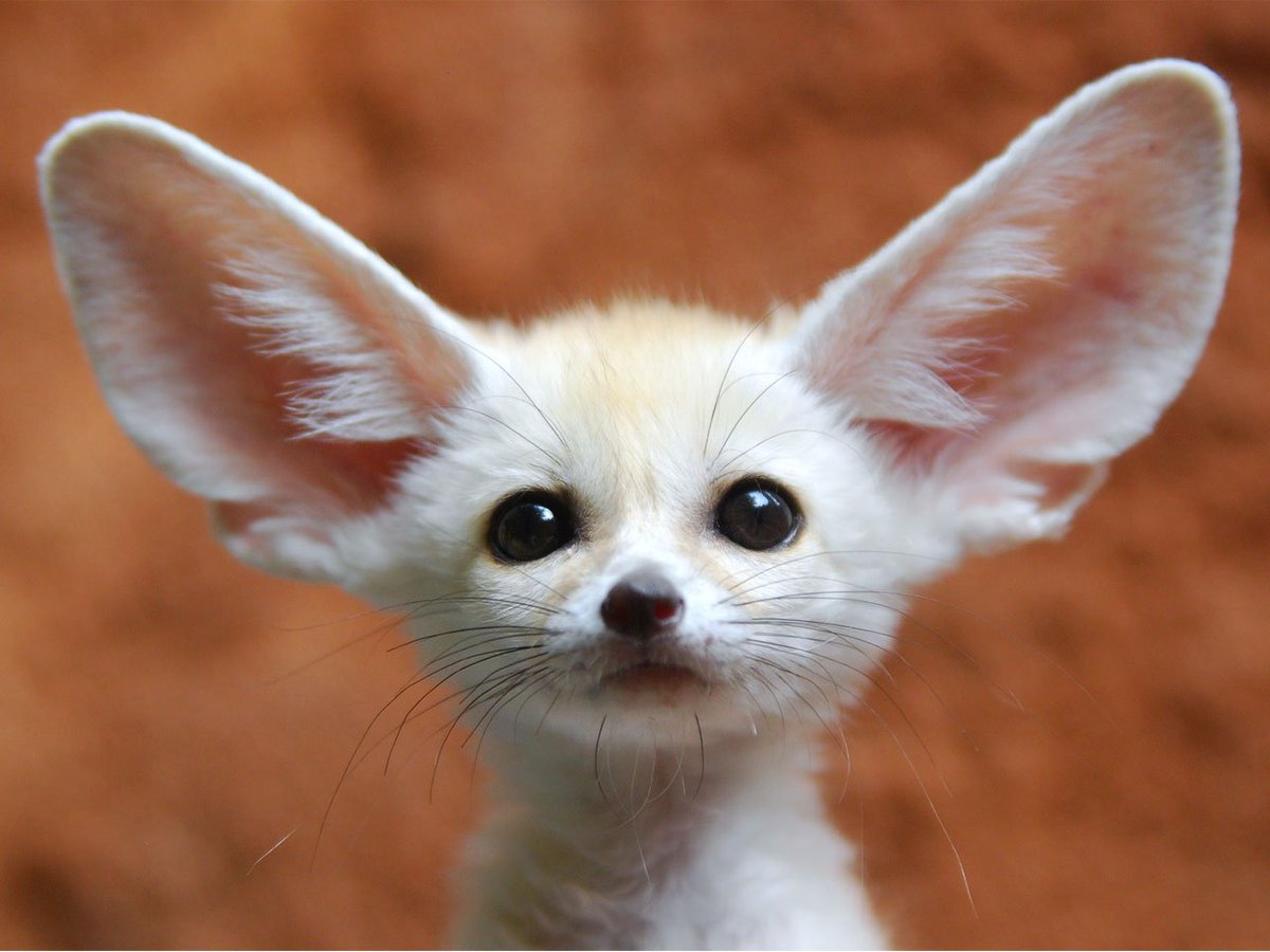 Nadz_666's tweet photo. End Animal Testing - Join the campaign https://t.co/tr9LpDLLLI https://t.co/1RaxhCkdXx