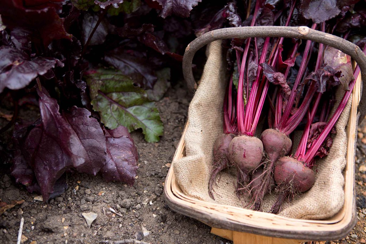 Short of time but want to grow your own veg? Here are four easy-care crops to try:  bit.ly/gw-easy-care-c…