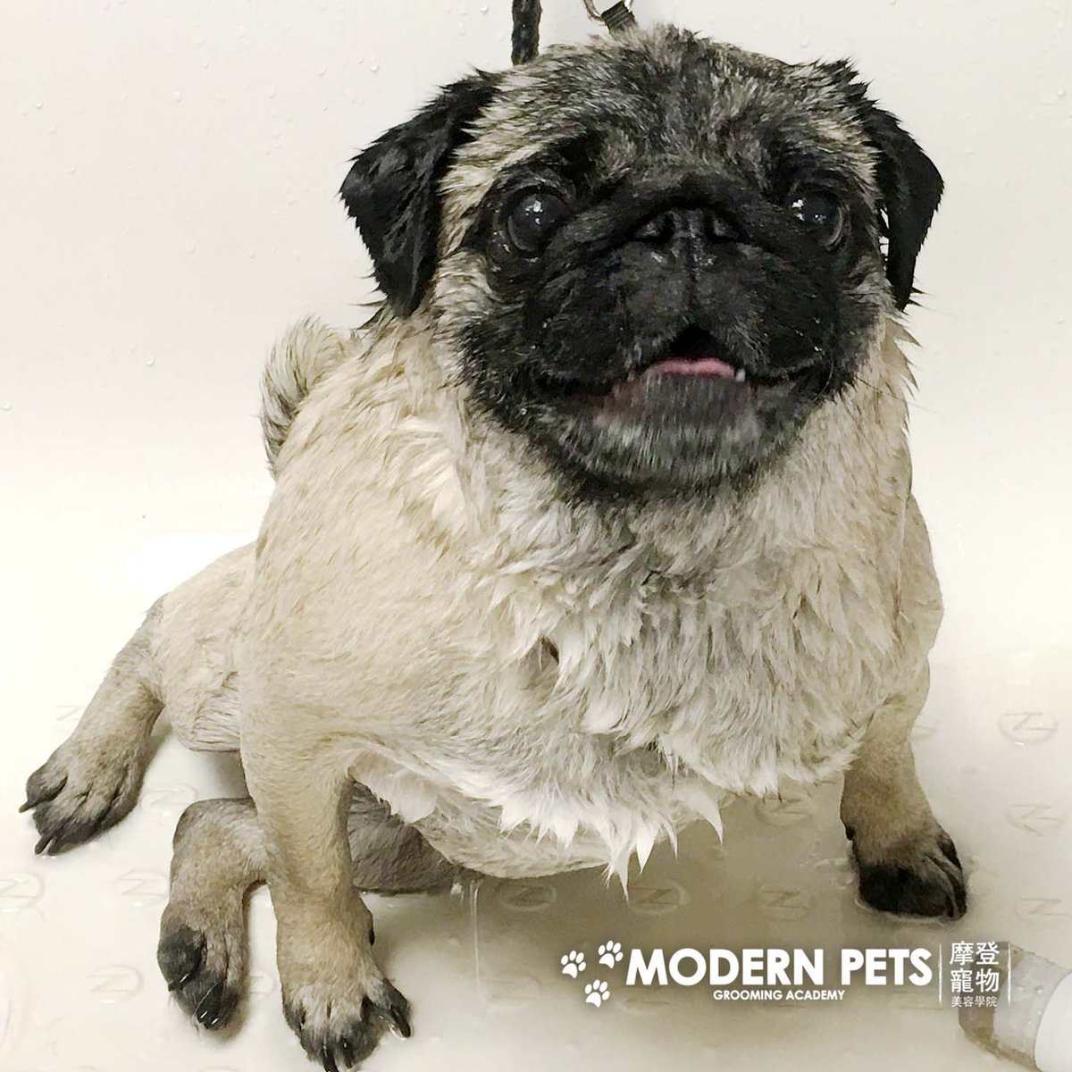 ModernPetsTO's tweet photo. Smile! It's a #cute #pug! https://t.co/KVkuTlShk1