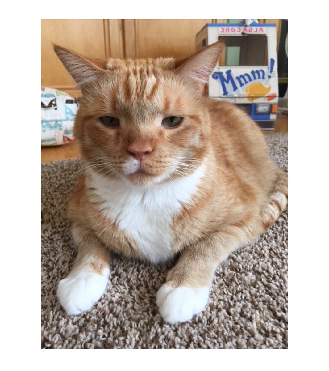 GingerHobbes's tweet photo. Dear Rainy Weather,
I. AM. DONE.😾🚫☔️

#CatsHateMonday #StopTheRain #WheresMyCAsunshine https://t.co/tNoT5s1U46