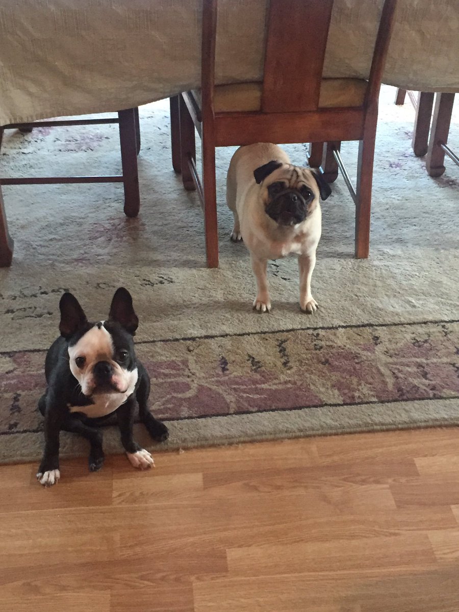 TheoTheBoston's tweet photo. #HappyNew https://t.co/DCmzUKuuvO