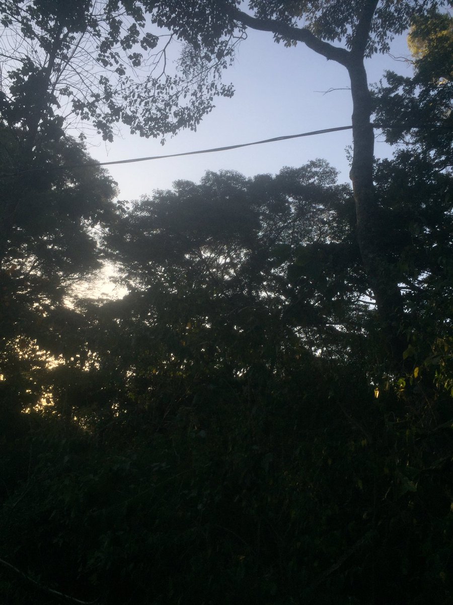 mikhailkuzi's tweet photo. @KenyaPower_Care you changed poles at our place the other day. Why did you use a tree instead of a pole? ⚡️🔥💥😡 must be why we have no power! https://t.co/kfvrSr95XA