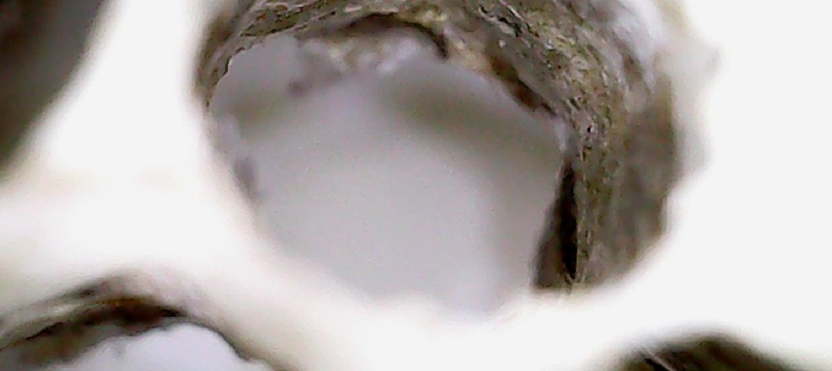 Texas Wildlife Edu tweet media