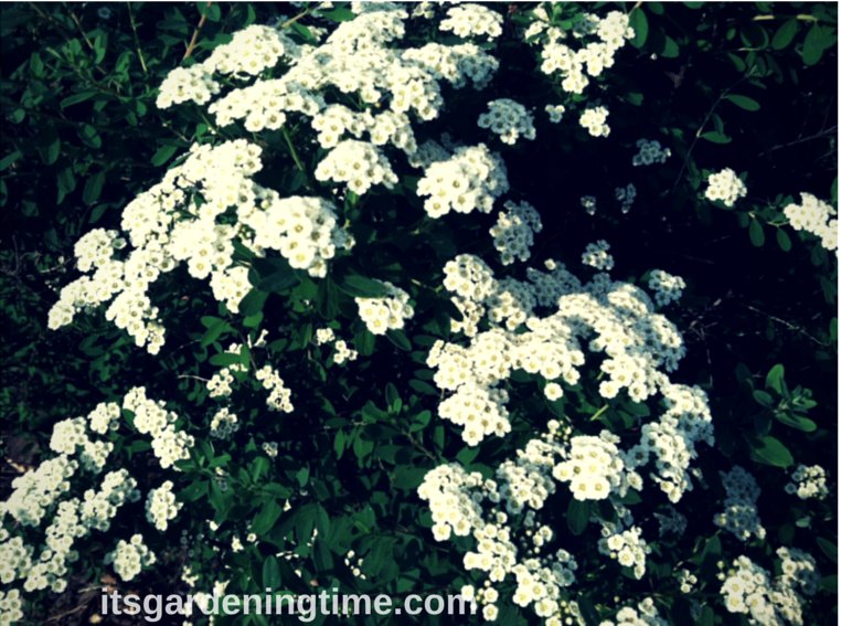 itsgardningtime's tweet photo. #Autumn Perfect Time to #Fertilize #Shrubs! #fertilizing #howtof https://t.co/sUnD3LzJx1 #gardenersworld See video! https://t.co/UIkaBOJHyG