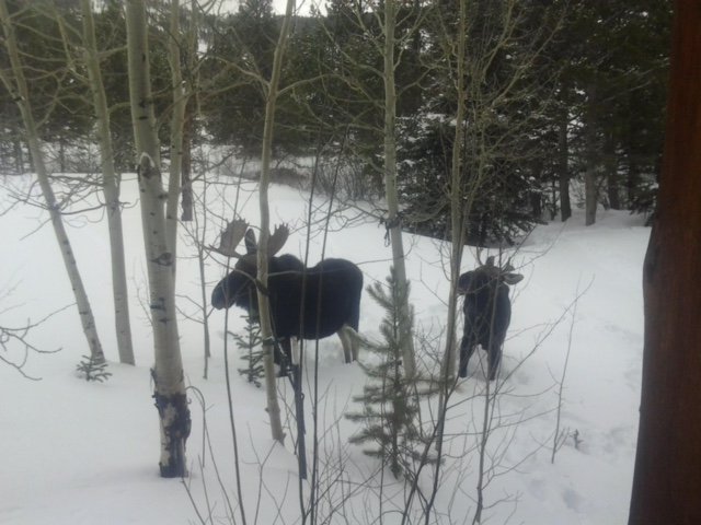 SummitRentals's tweet photo. It's #moosemonday! #summitvacations #gobreck https://t.co/vpnCzo62kN