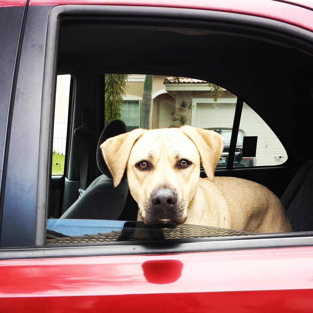 Rangey_Dog's tweet photo. Fast and furious 🚘🚘🚘 #ilovecarrides #dogsoftwitter  #dogs #dogsandcars https://t.co/O2J4acWBsq
